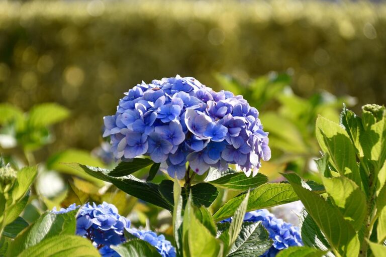 How to Identify Your Hydrangea Type (Bigleaf, Mountain, Smooth, Panicle, Oakleaf, Climbing)
